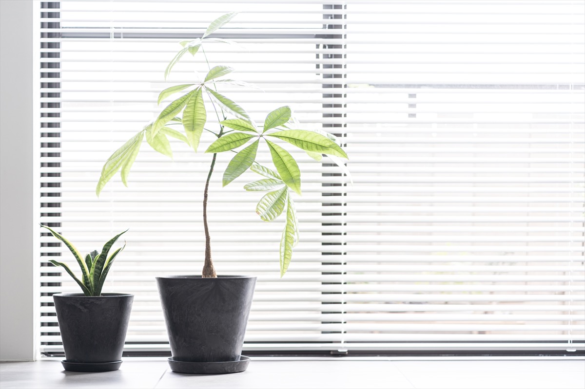 サンスベリア（左）とパキラ（右）