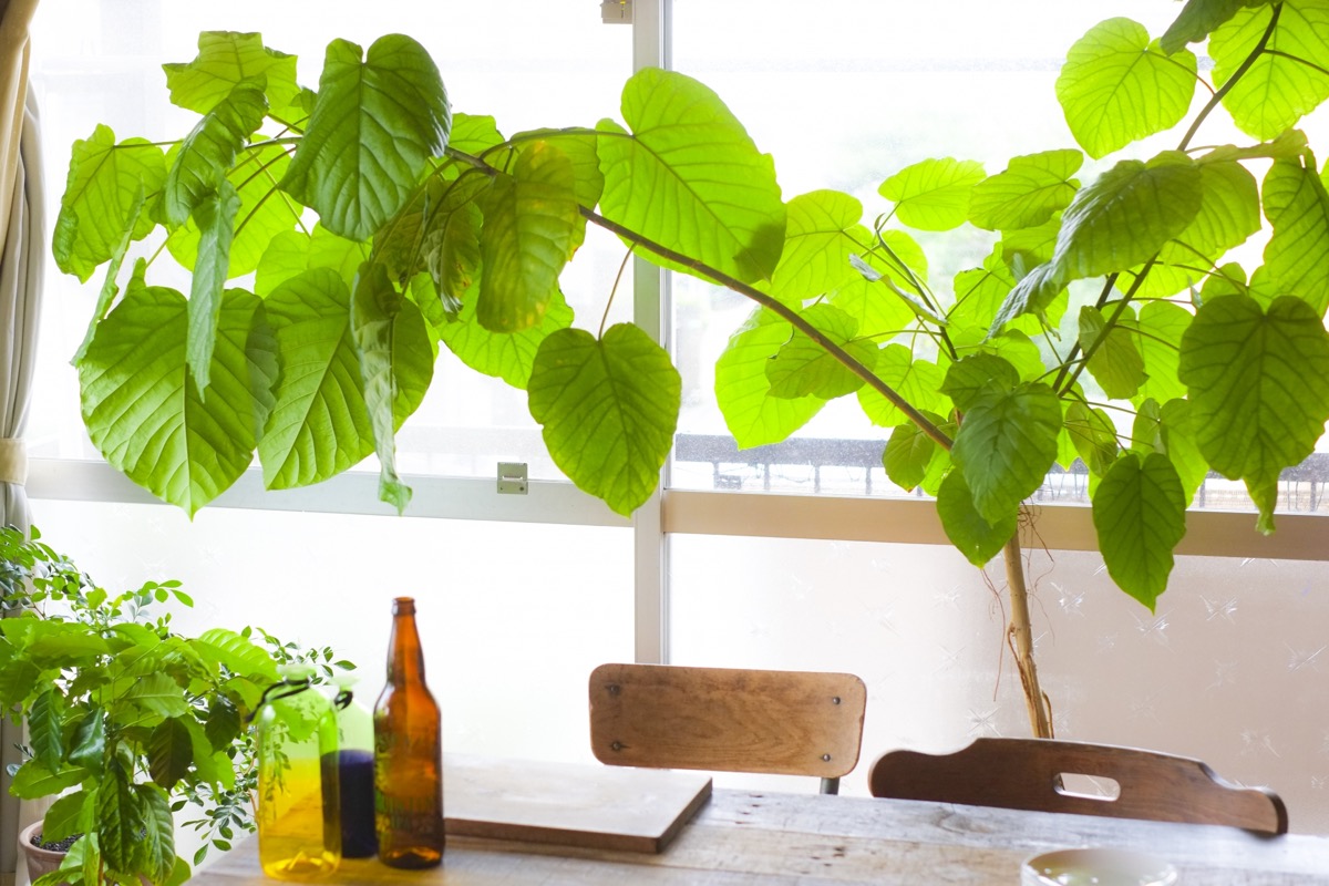 フィカス・ウンベラータ