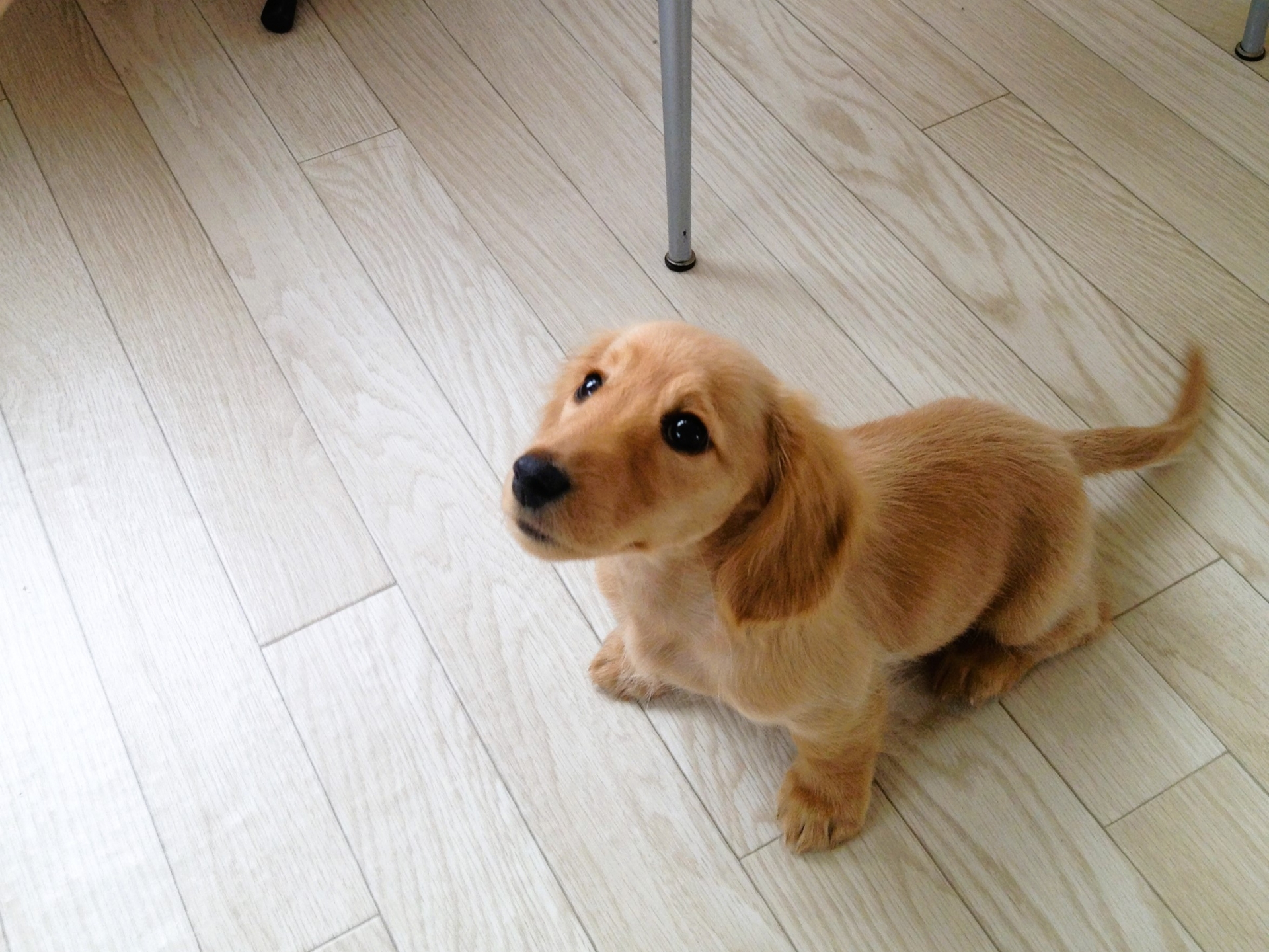 【豊橋市】人気のフローリングメーカー比較：リクシル・パナソニックの違いと特徴〜愛知No.1のフジケンリフォームが教えます！